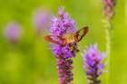 Hummingbird Clearwing moth at Prairie Blazing Star-Effingham County-Illinois Art Print